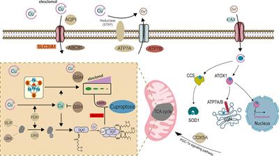 Identification of cuproptosis-associated subtypes and signature genes for diagnosis and risk prediction of Ulcerative colitis based on machine learning